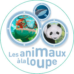 Les animaux à la loupe