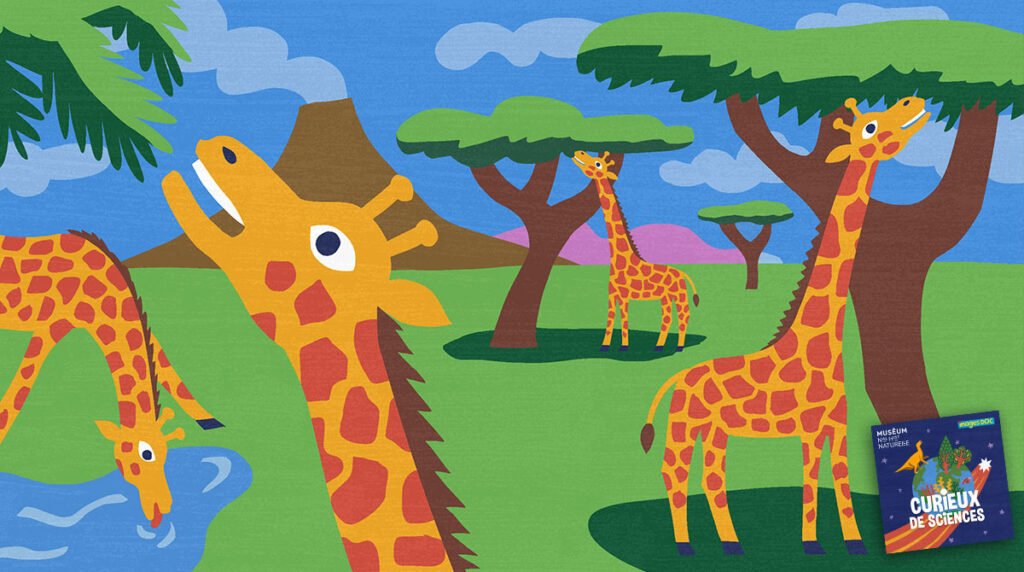 “Pourquoi les girafes ont-elles un long cou ?” Podcast pour enfants “Curieux de sciences” Bayard Jeunesse - Muséum national d'Histoire naturelle.