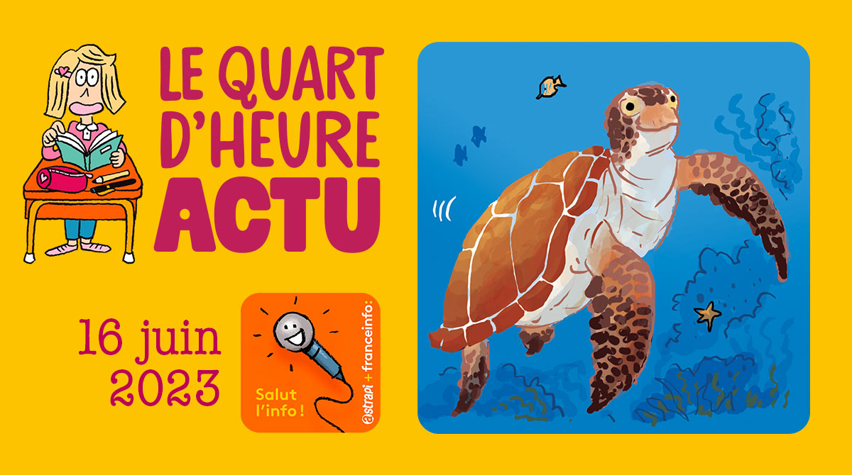 Salut l'info ! Quart d'heure Actu du 16 juin 2023. Des tortues relâchées en mer.