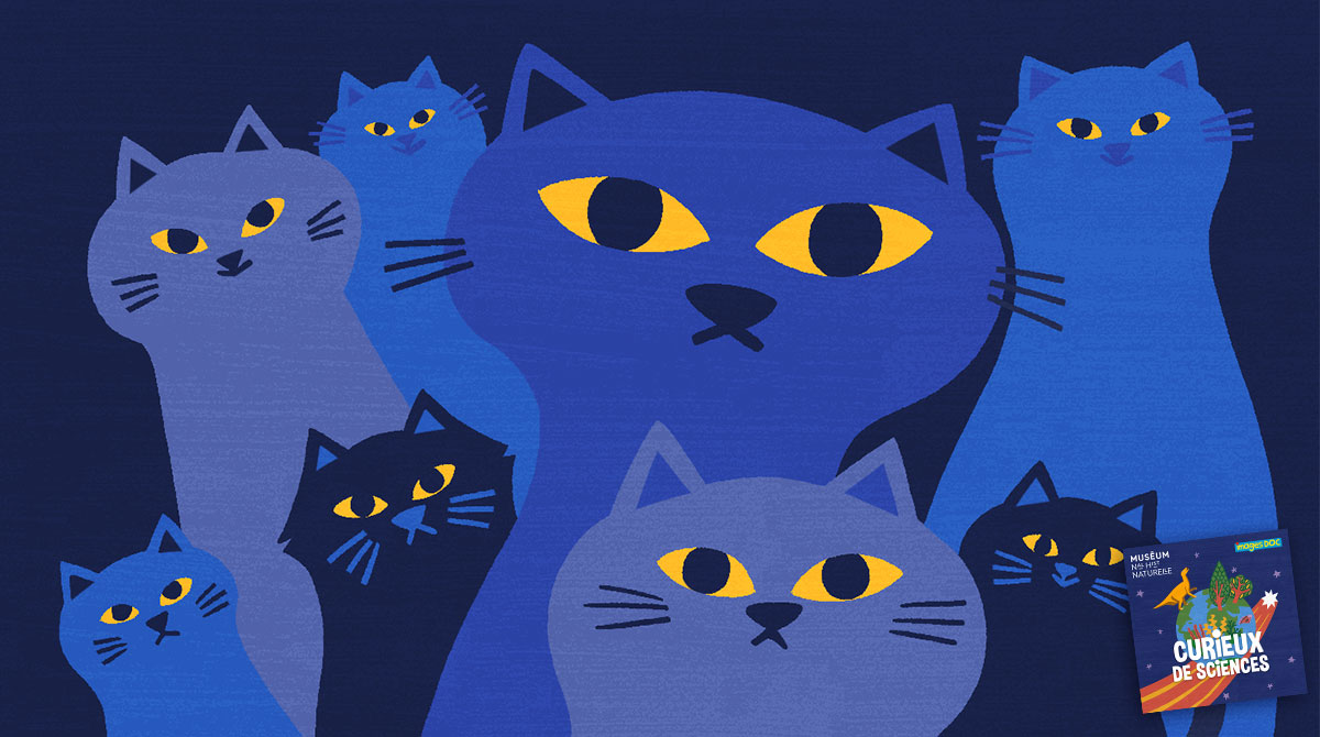 Podcast pour les enfants Curieux de sciences : Comment les chats voient-ils dans le noir ? avec Alexis Lécu.