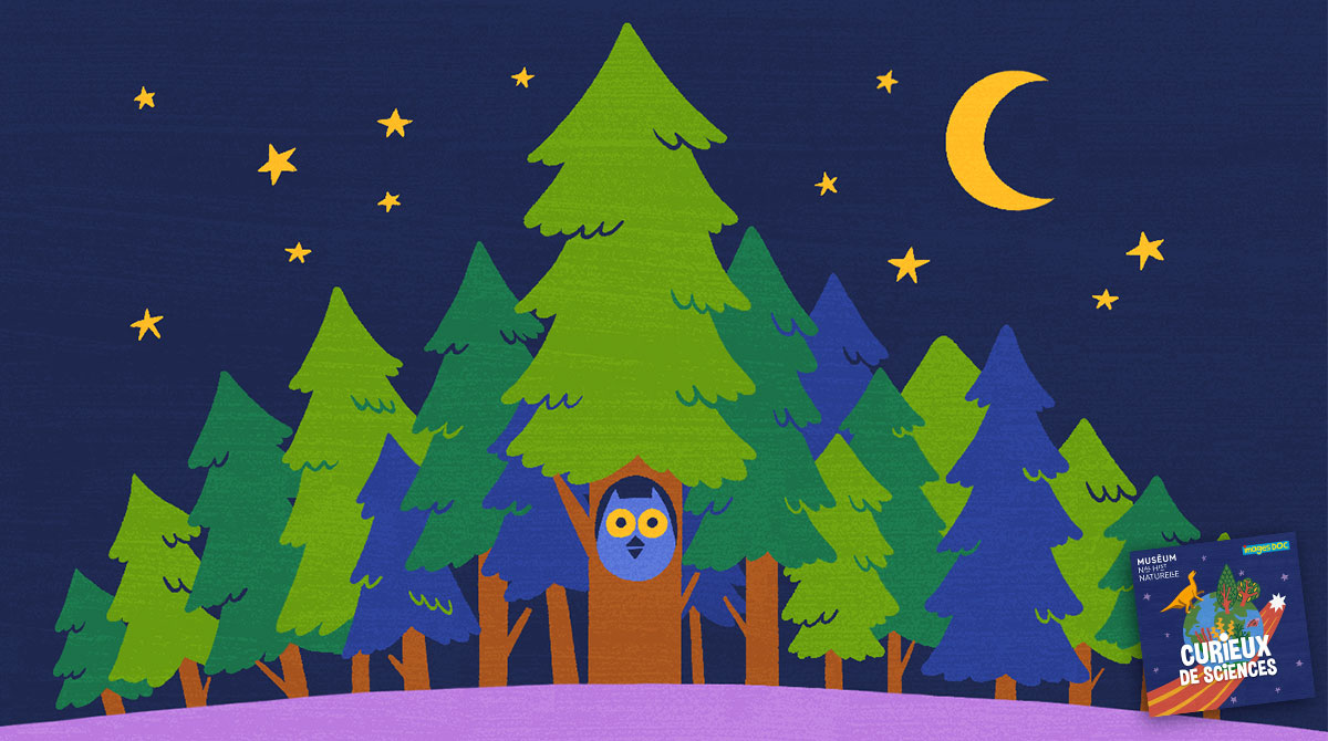 Podcast pour les enfants “Curieux de sciences” : Les arbres dorment-ils la nuit ? avec Marc-André Selosse.