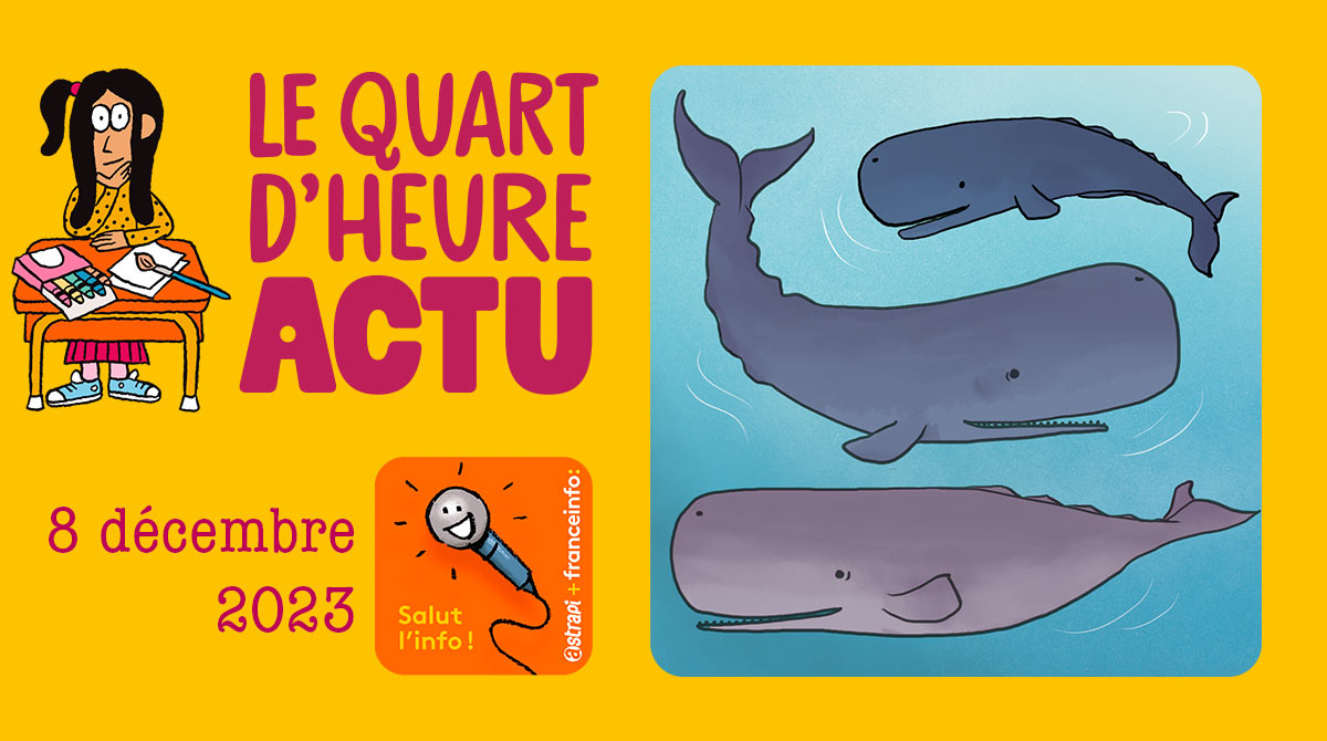 Salut l'info ! Quart d'heure Actu du 8 décembre 2023. Réserve protégée de cachalots, île de la Domnique. Illustration : El don Guillermo et Zelda Zonk.